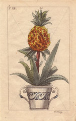 Pineapple in pot  Bromelia ananas