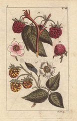 Raspberry fruit  leaves  flowers