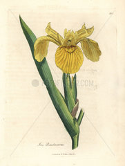 Yellow water flag  Iris pseudocorus