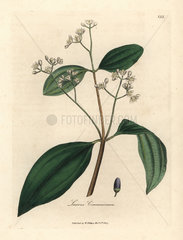 Cinnamon tree  Laurus cinnamomum