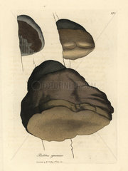 Touchwood boletus or agaric mushroom  Boletus igniarius