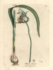 Common cultivated garlic  Allium sativum
