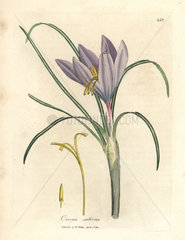 Saffron crocus  Crocus sativus