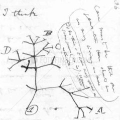 Charles Darwin ( 1809 - 1882 )  der erste Baum der Evolution