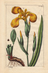 Yellow flag iris  Iris pseudacorus