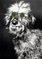 Hund mit gruenen Augenspiralen