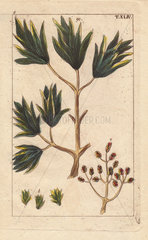 Clove spice tree  Caryophyllus regius