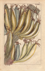 Banana fruit  Musa paradisiaca