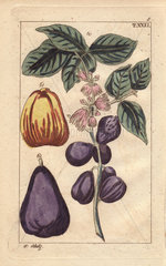 Malay apple with fruit and flowers  Eugenia malaccensis