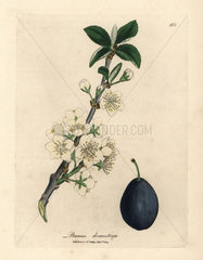 White blossom and fruit of the plum or prune tree  Prunus domestica