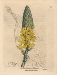 Yellow flowered great broad-leaved mullein  Verbascum thapsus