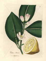 White blossom and ripe fruit segment of the lemon tree  Citrus medica