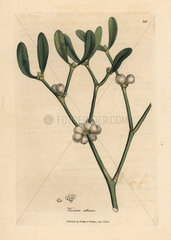 Leaves and white berries of mistletoe  Viscum album