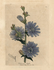 Blue flowered wild succory or chicory  Cichorium intybus