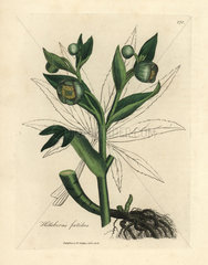 Green flowered fetid hellebore or bear's foot  Helleborus foetidus