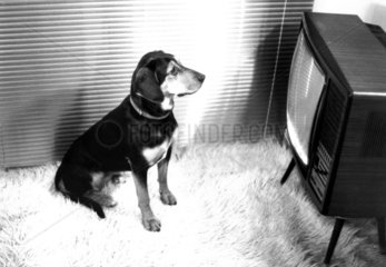 Hund schaut Fernsehen