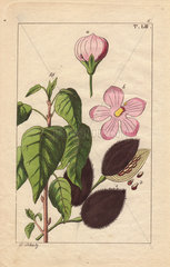 Pink flowered achiote (Bixa orellana)