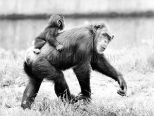 Schimpansenmutter mit ihrem Kind