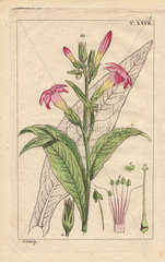 Virginia tobacco with pink flowers and leaves  Nicotiana tabacum
