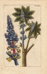 Blue flowered castor oil plant  Ricinus communis
