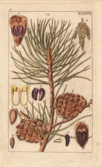 Pine cone  needle  branch  Pinus pinea
