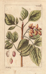 Pistachio tree with nuts  Pistacia vera