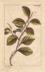 Pepper branch  Piper obtusifolium