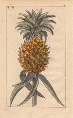 Pineapple  Bromelia ananas