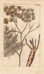 Fennel plant with flower  leaves  root  Foeniculum vulgare