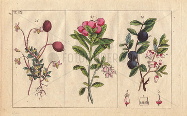 Cranberry  cowberry and bog bilberry