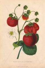 Ripe fruit  flowers and leaves of Keen's seedling strawberry  Fragaria