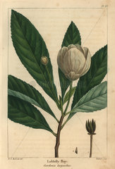 Loblolly bay  Gordonia lasyanthus