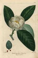 Small magnolia tree or white bay  Magnolia glauca