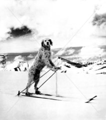 Hund faehrt Ski