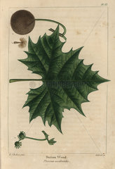 Buttonwood or sycamore maple tree  Platanus occidentalis