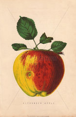Ripe fruit and leaves of the Alexander apple  Malus domestica