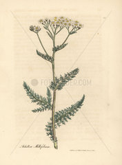 White flowered yarrow or milfoil  Achillea millefolium