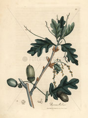 Leaves and acorns of the common oak  Quercus robur