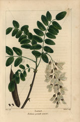 Locust tree  Robinia pseudo acacia