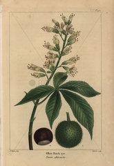 Ohio buckeye tree  Pavia ohioensis