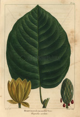 Heart leaved cucumber tree  Magnolia cordata