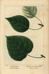 Balsam poplar  Populus balsamifera  and heart-leaved balsam poplar  Populus candicans