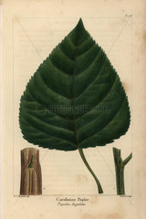 Carolinian poplar  Populus angulata