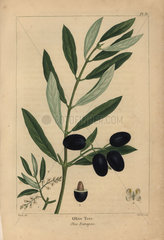 Olive tree  Olea europaea