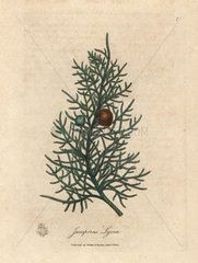 Branch and berries of the cedar tree  Juniperus lycia