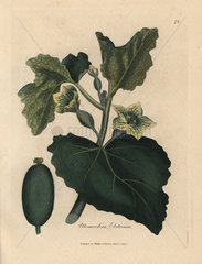 Yellow flower  leaves and fruit of the squirting cucumber  Momordica elaterium