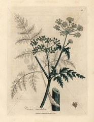 Leaves and flowers of hemlock  Conium maculatum