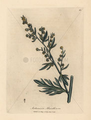 Yellow flowered wormwood  Artemisia absinthium