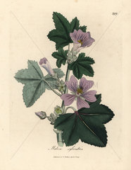 Purple flowered mallow  Malva sylvestris