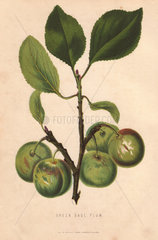 Ripe fruit and leaves of the Greengage plum  Prunus domestica italica